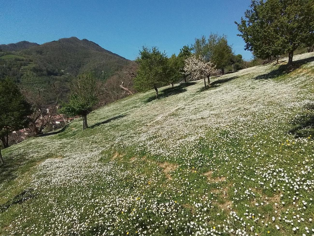 Apartament Casa Vacanze Podere Ugolini Ronta Zewnętrze zdjęcie